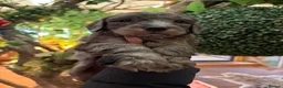 Sheepadoodle dogs for sale: Sheepadoodle Puppies Available  - Advert 14