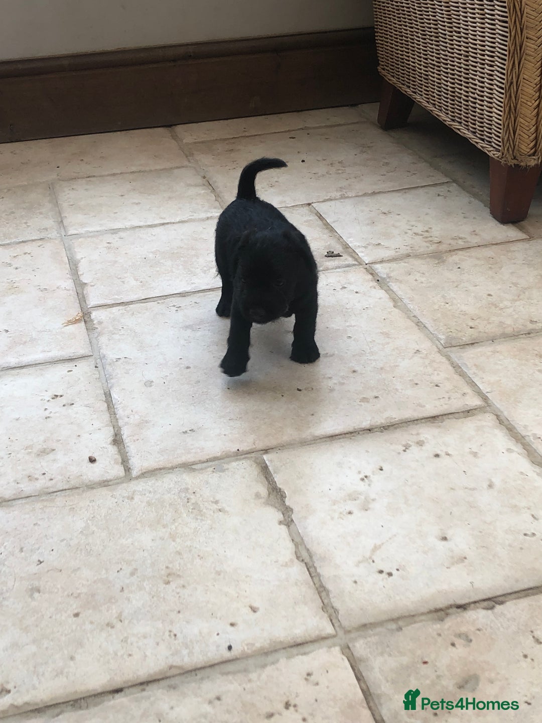 Mixed Breed dogs for sale: Patterdale Black puppies - Image 11