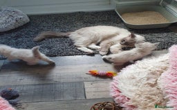 Ragdoll cats for sale: Preciously raised Ragdolls kitties with blue eyes - Image 7