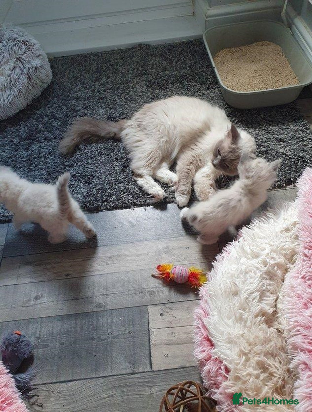 Ragdoll cats for sale: Preciously raised Ragdolls kitties with blue eyes - Image 7