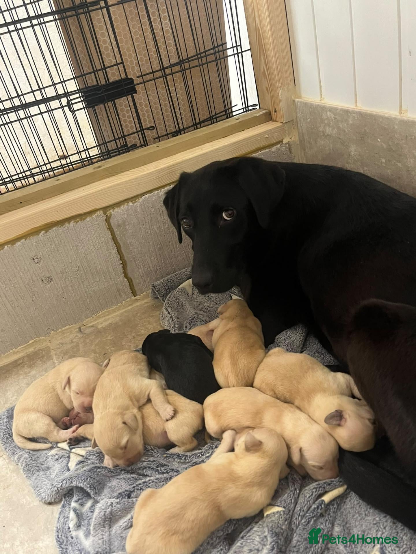 Labrador Retriever dogs 2 golden labrador girl puppies  - Advert 1