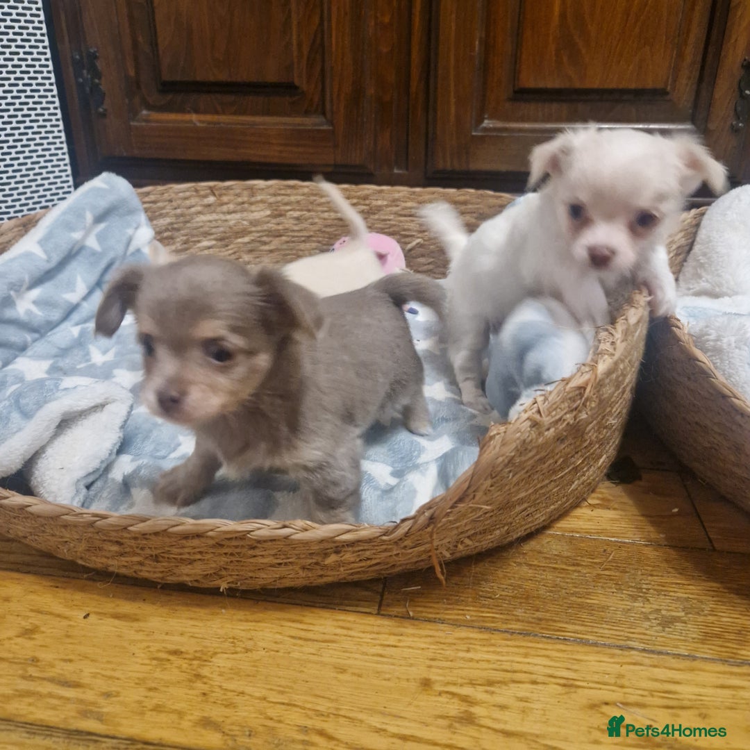 Chihuahua dogs for sale: Long coat chihuahua puppies - Advert 3