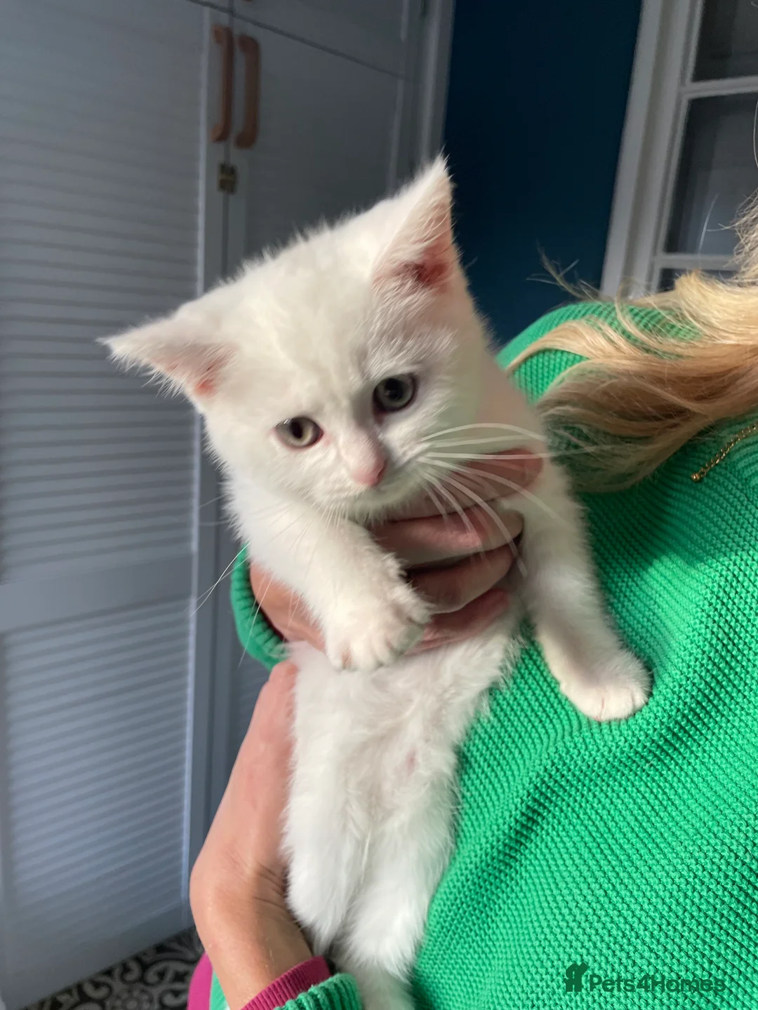 Maine Coon cats for sale: Main Coon X British Shorthair - Advert 2
