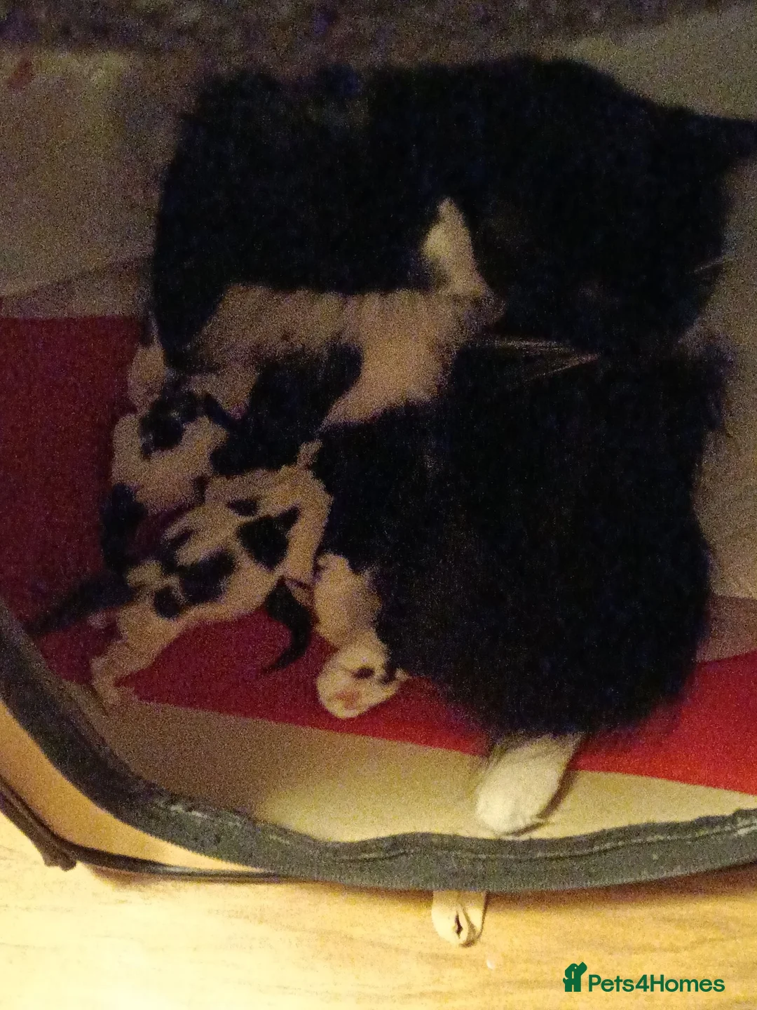 Turkish Angora cats for sale: Beautiful Turkish Angora Mix Kittens for sale - Advert 11