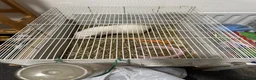 Guinea Pig rodents for sale: 4 Lovely Guinea Looking New Homes – Cages Included - Advert 4