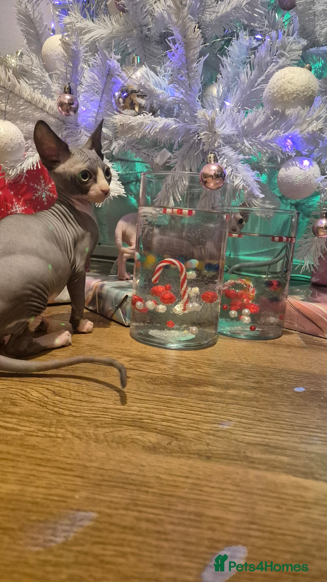 Sphynx cats for sale: Exclusive Sphynx Kittens Looking for Forever Homes - Advert 38