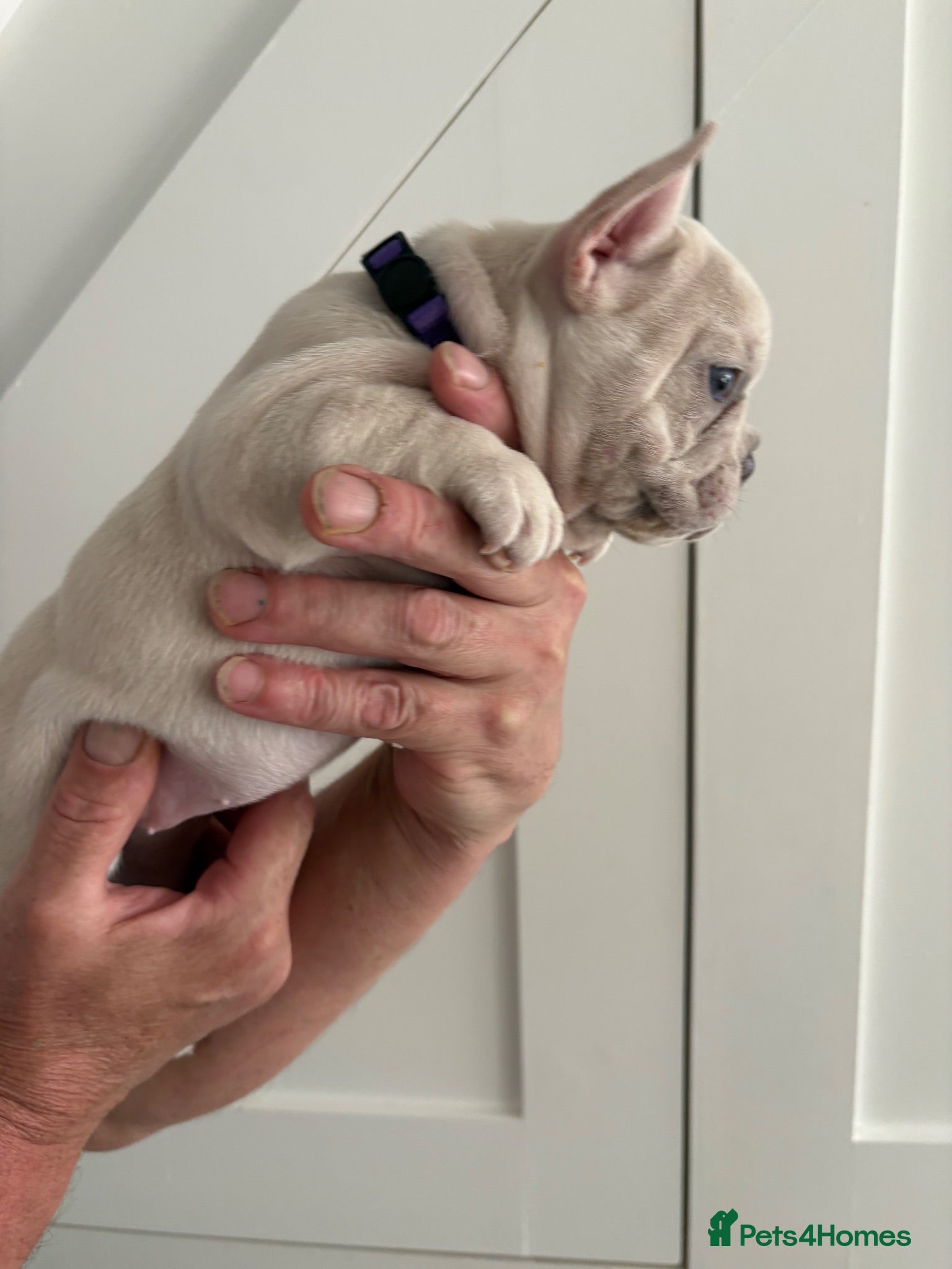 French Bulldog dogs French bulldog  - Advert 2
