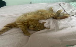 Domestic Shorthair cats for sale: Gino- 5 years Loving male ginger tabby - Image 6