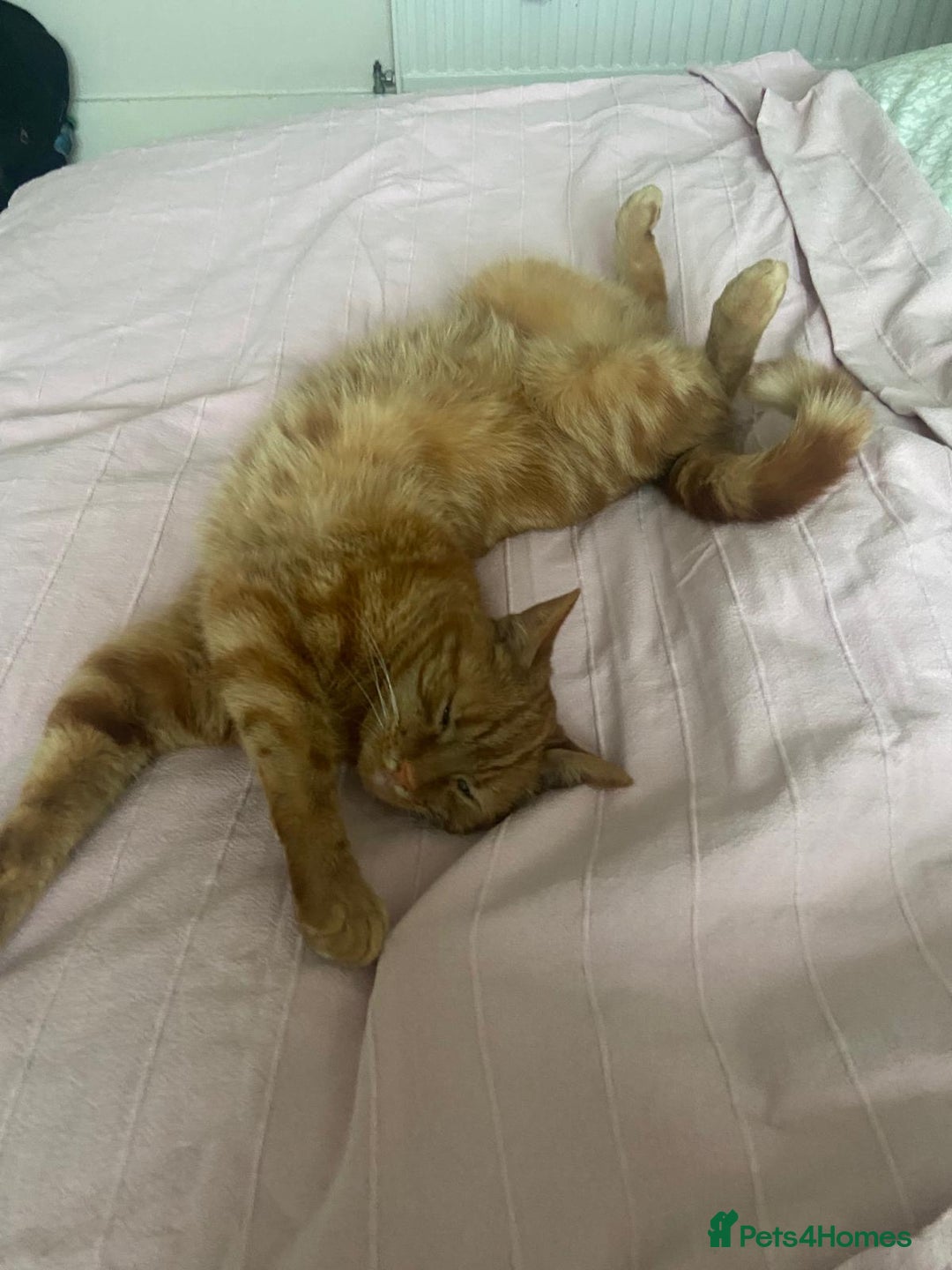 Domestic Shorthair cats for sale: Gino- 5 years Loving male ginger tabby - Image 6