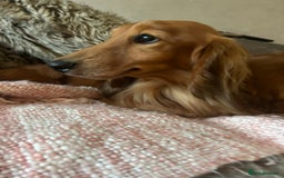 Dachshund dogs for stud: Gorgeous Boy Available as a Stud Dog - Image 4
