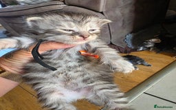 Maine Coon cats for sale: Beautiful 3/4 maincoon kittens  - Image 5