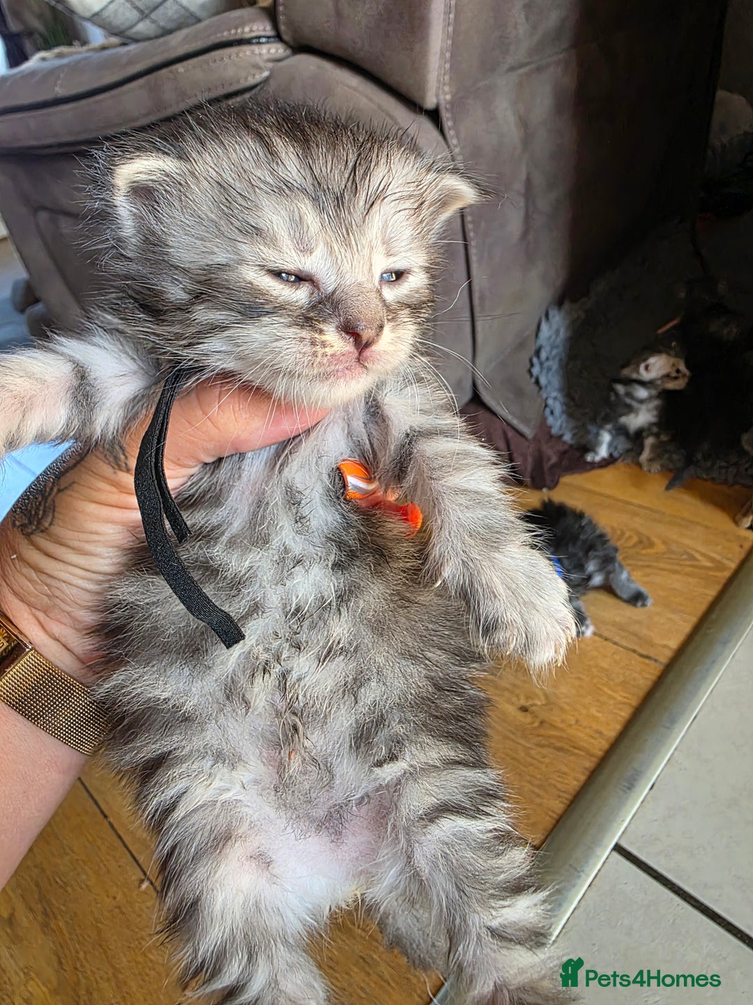 Maine Coon cats for sale: Beautiful 3/4 maincoon kittens  - Image 5