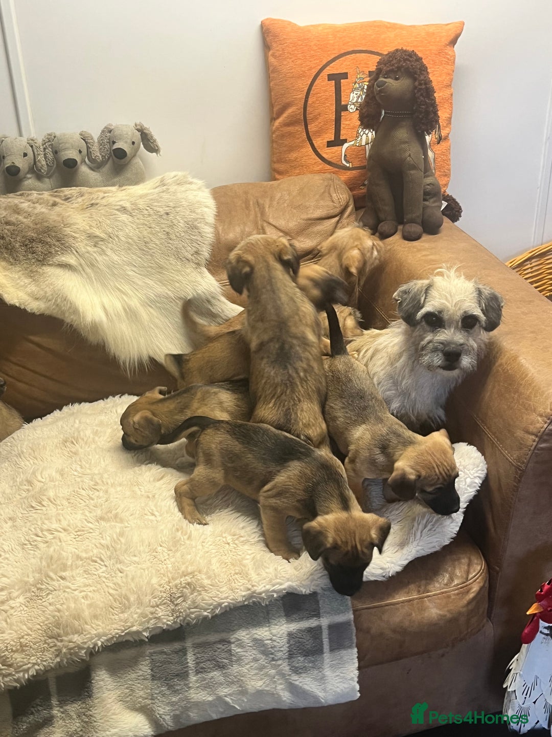 Jack Russell dogs for sale: Beautiful types of broken coated and smoothed  - Image 20