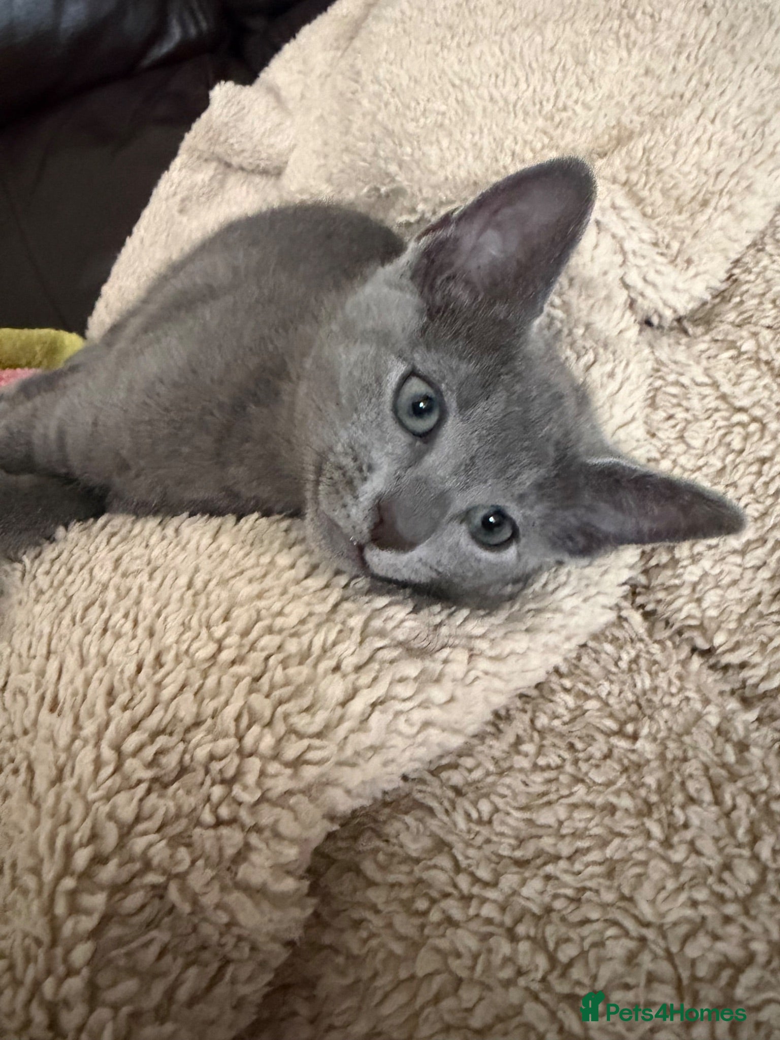 Russian Blue cats TICA registered pure breed Russian Blue - Advert 6