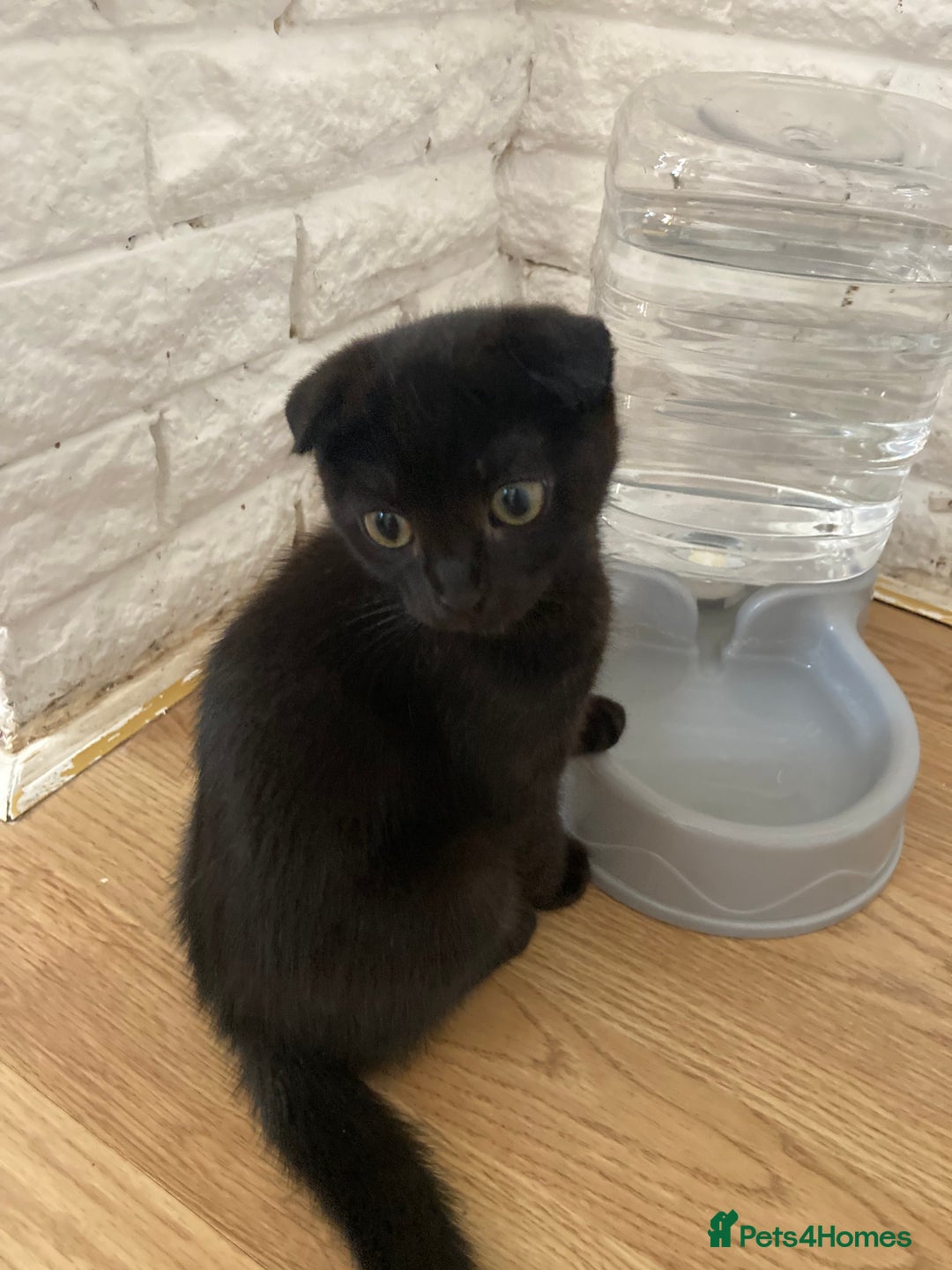 Scottish Fold cats for sale: Cute kittens  - Image 6