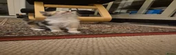 British Shorthair cats for sale: Beautiful kittens - Advert 2