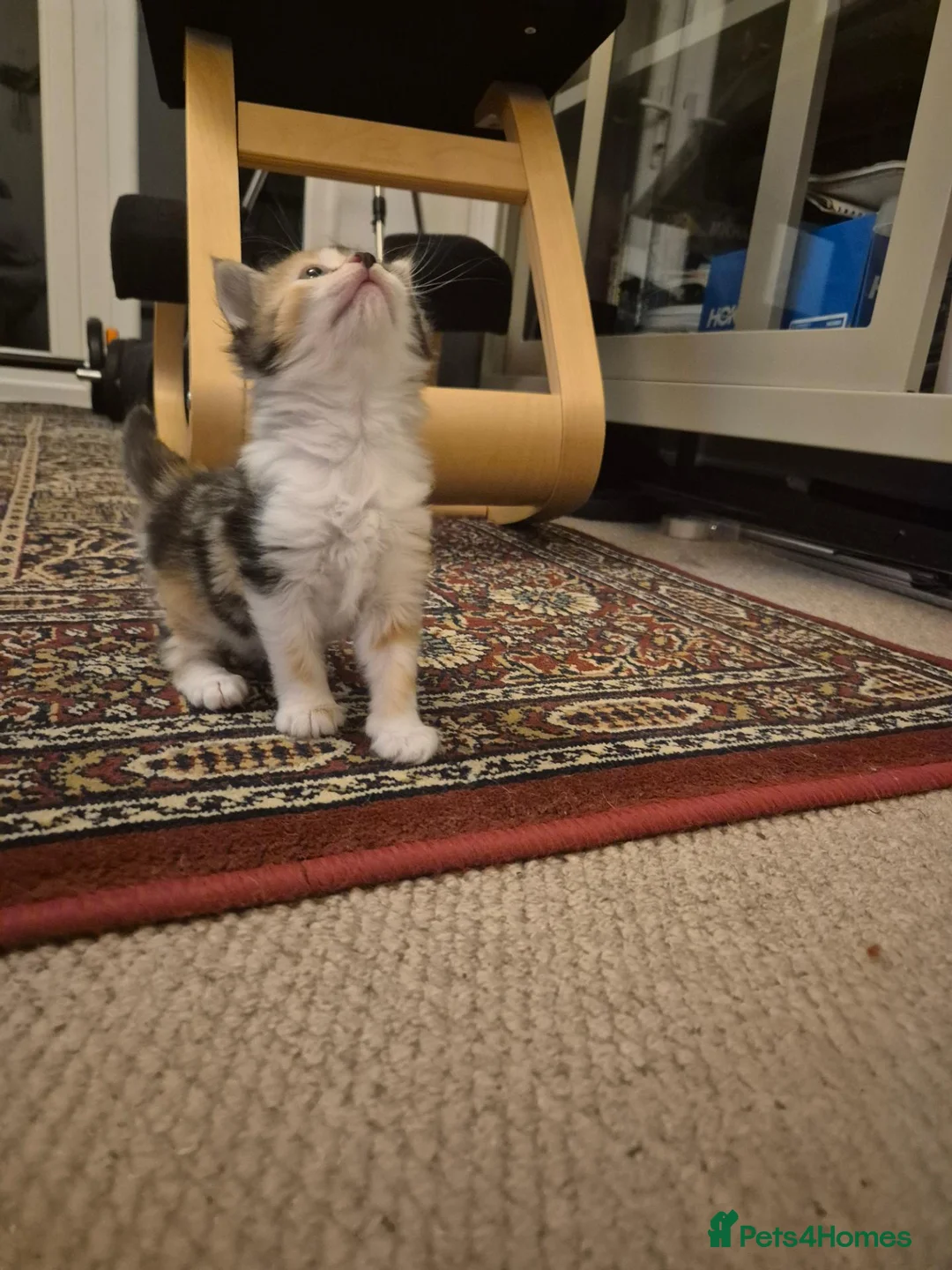 British Shorthair cats for sale: Beautiful kittens - Advert 2