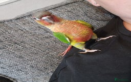 Conures birds for sale: Beautiful fully hand reared conure babys  - Image 9