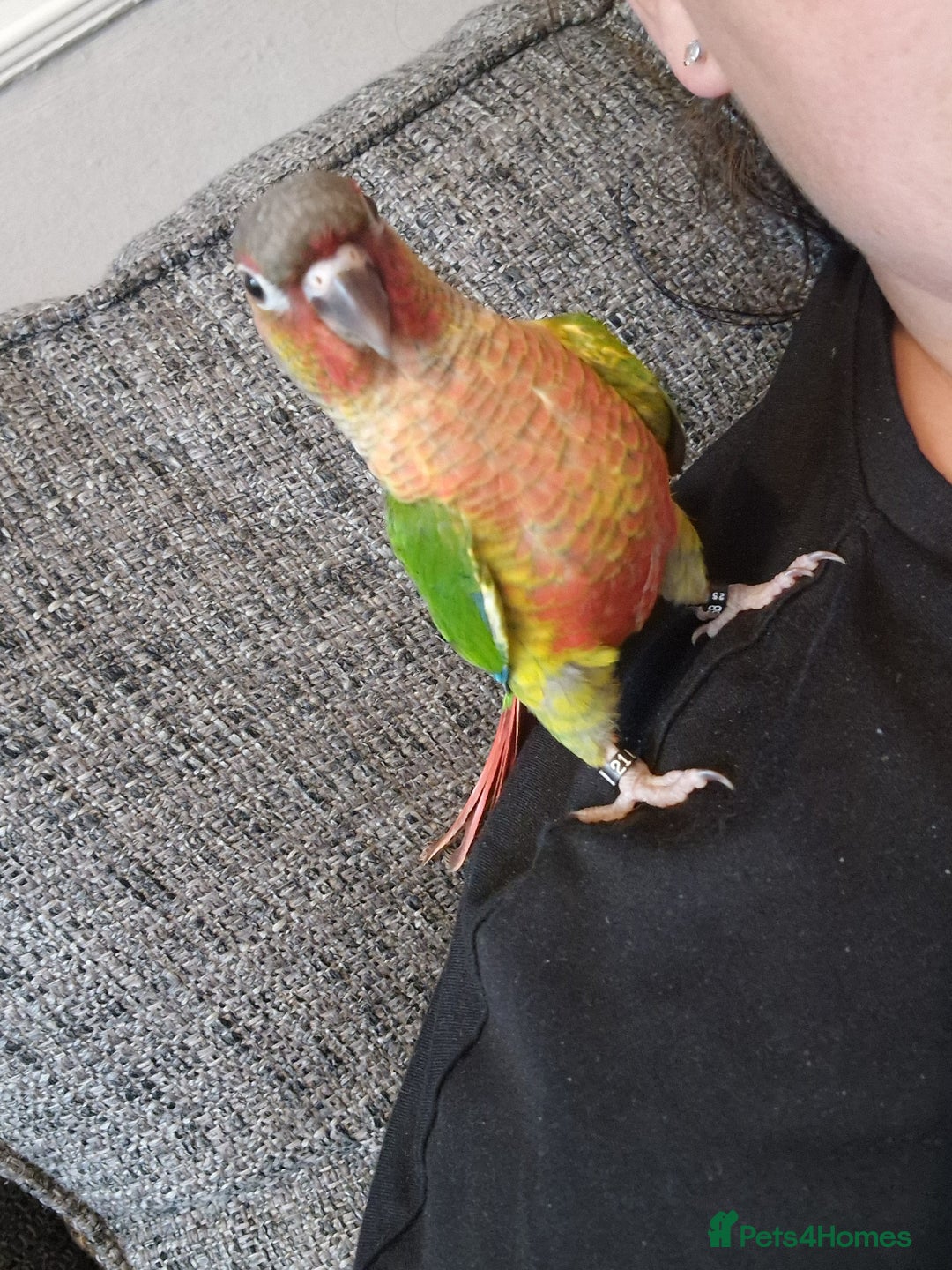 Conures birds for sale: Beautiful fully hand reared conure babys  - Image 9