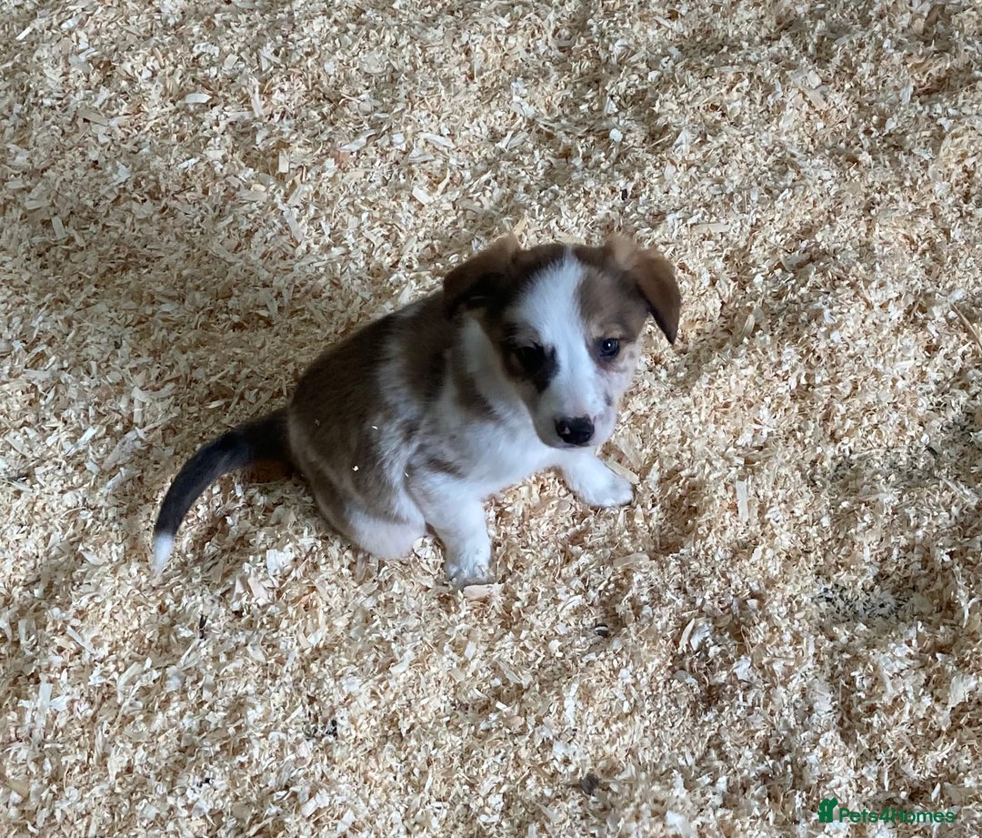 Border Collie dogs for sale: Red/Brown Merle Border Collie Pups - Image 5