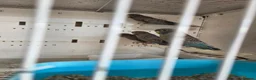 Budgerigars birds for sale: All sorts of budgies  in Crook - Advert 10