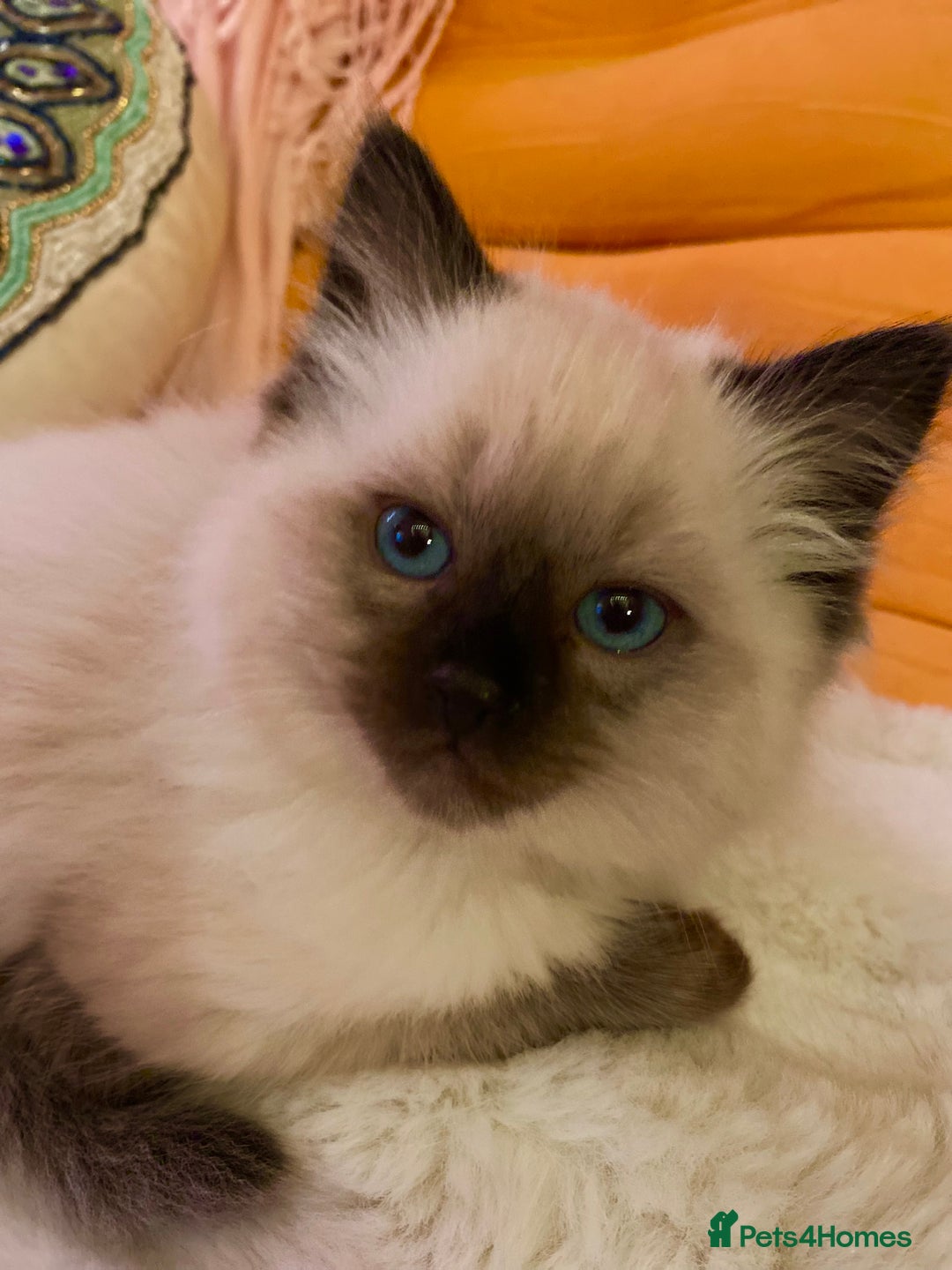 Ragdoll cats for sale: Stunning Ragdolls kittens - Advert 4