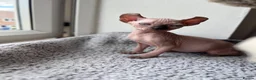 Sphynx cats for sale: Sphynx main characters - Advert 3