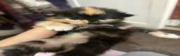 Mixed Breed cats for sale: Kittens ready in october - Advert 3