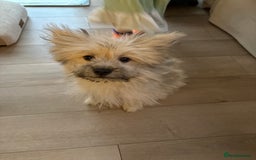 Mixed Breed dogs for sale: Penny the Pomeranian mix  - Image 7
