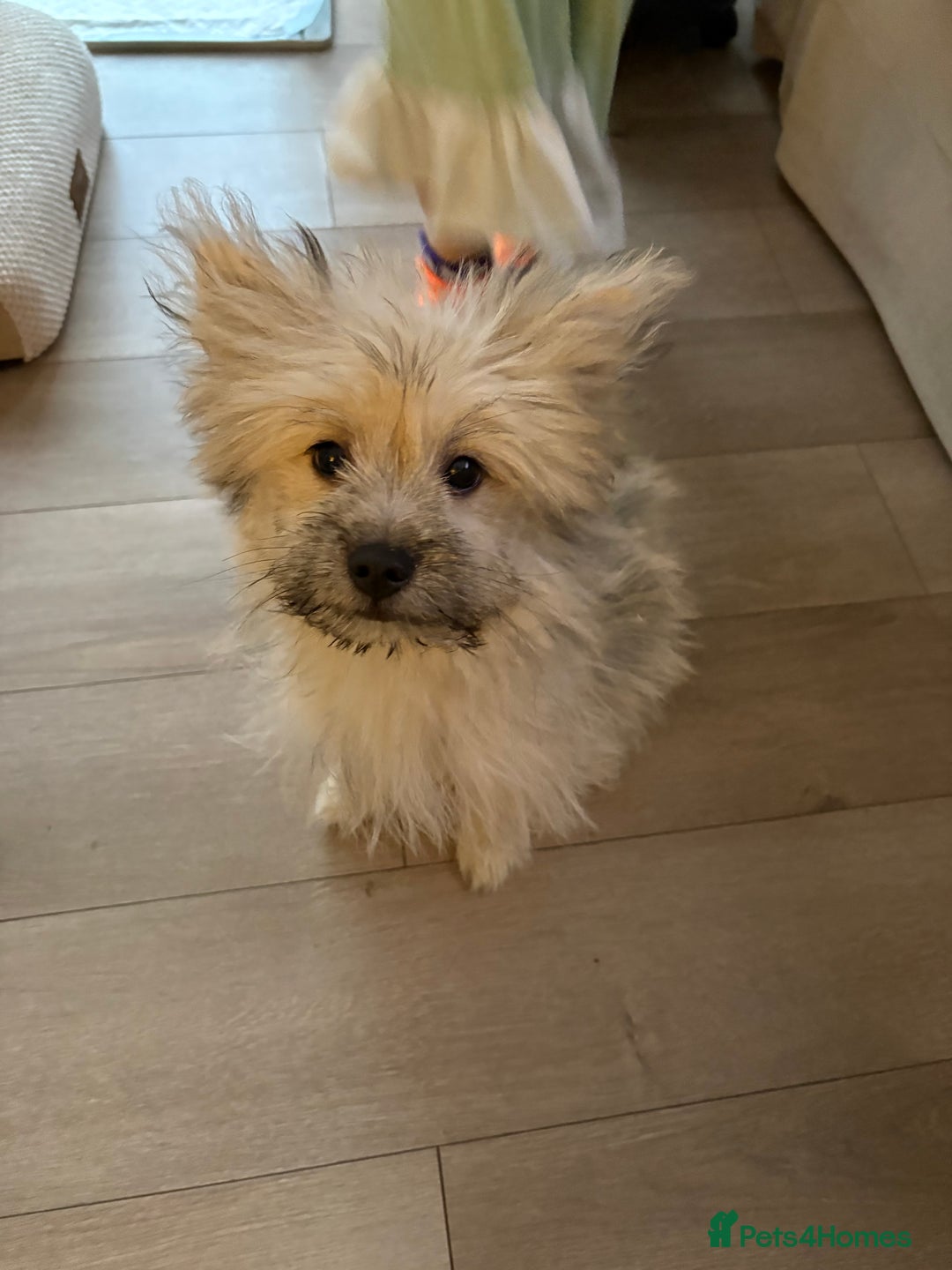 Mixed Breed dogs for sale: Penny the Pomeranian mix  - Image 7