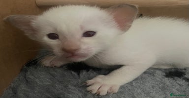 Oriental cats - Advert 10