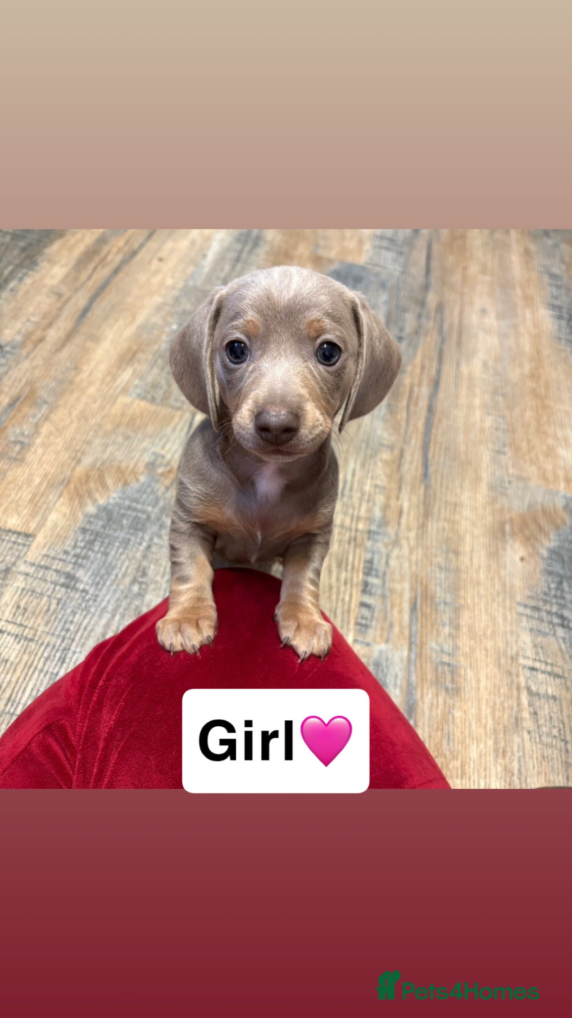 Miniature Dachshund dogs 3 x miniature Dachshunds  - Advert 4