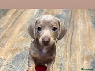 Miniature Dachshund dogs 3 x miniature Dachshunds - Advert 13