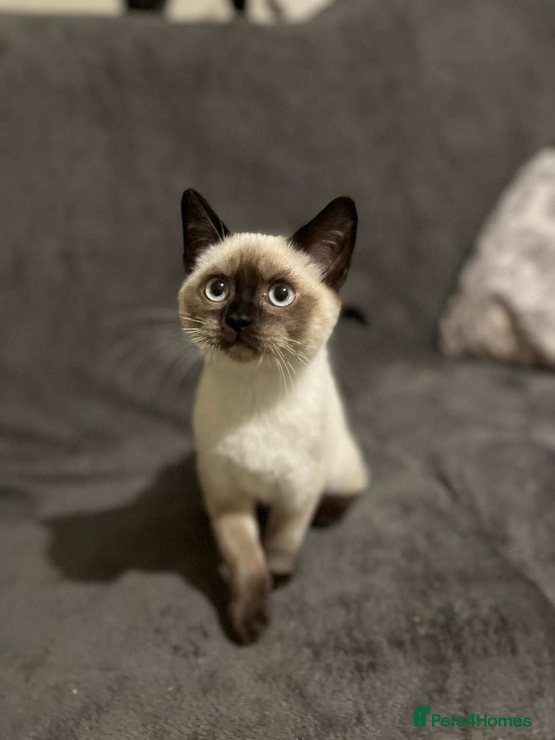 British Shorthair cats for sale: Beautiful British shorthair kittens - Advert 6