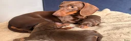 Miniature Dachshund dogs for sale: Beautiful Mini dachshund– 2 Females Available - Advert 5
