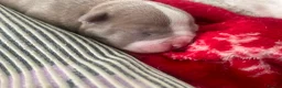 American Bully dogs for sale: Pocket bully puppies - Advert 13