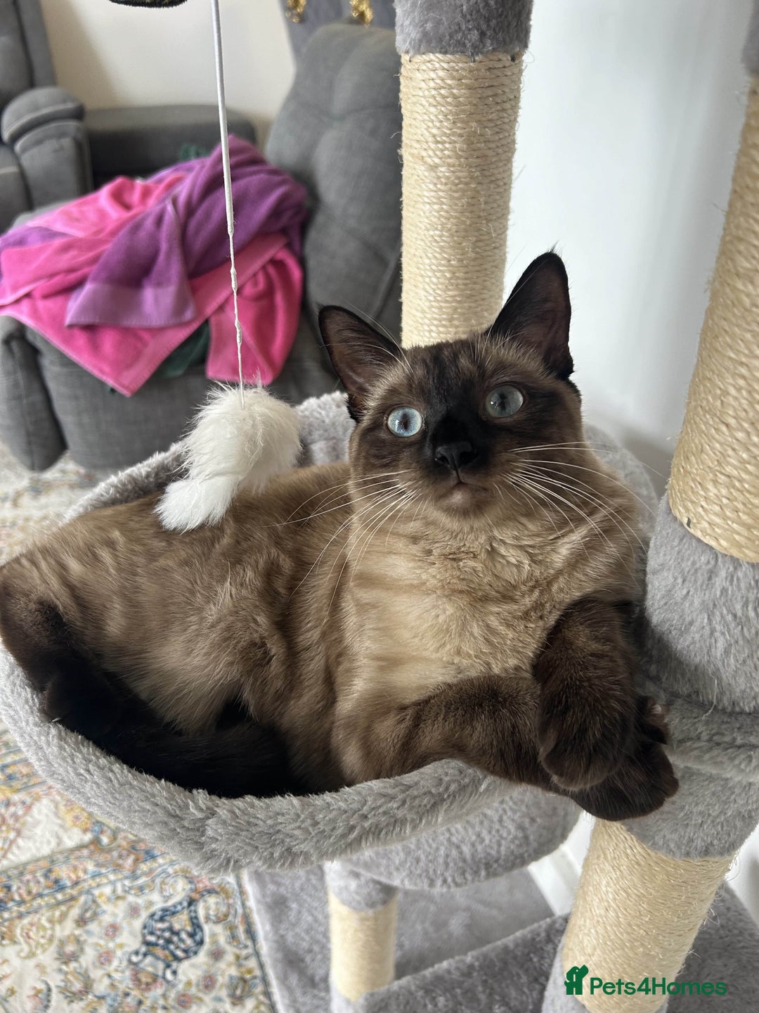 Siamese cats for sale: Cute and lively Siamese and Ragdoll mix cat Female - Image 5