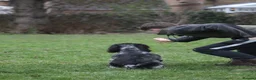Cocker Spaniel dogs for sale: Trained cocker spaniel bitch - Advert 7