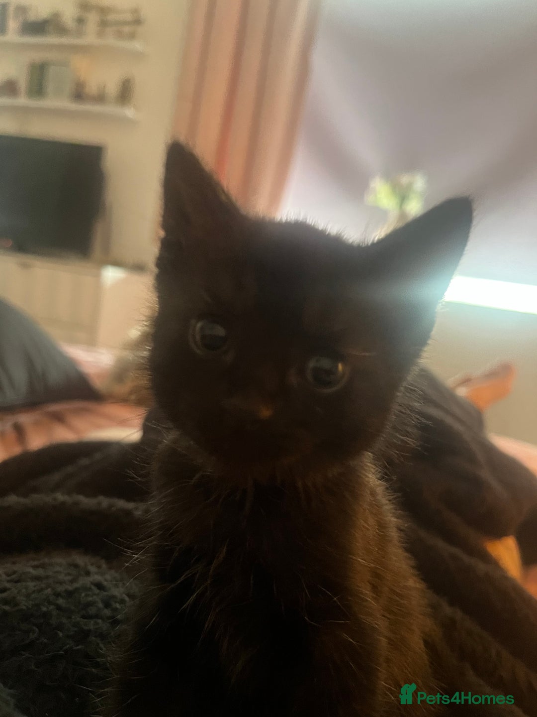 Domestic Shorthair cats for sale: 2x black kittens  - Image 2