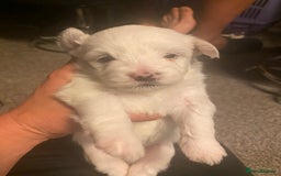 Maltese dogs for sale: Stunning Purebred Maltese Puppies Ready 17th Sept - Image 15