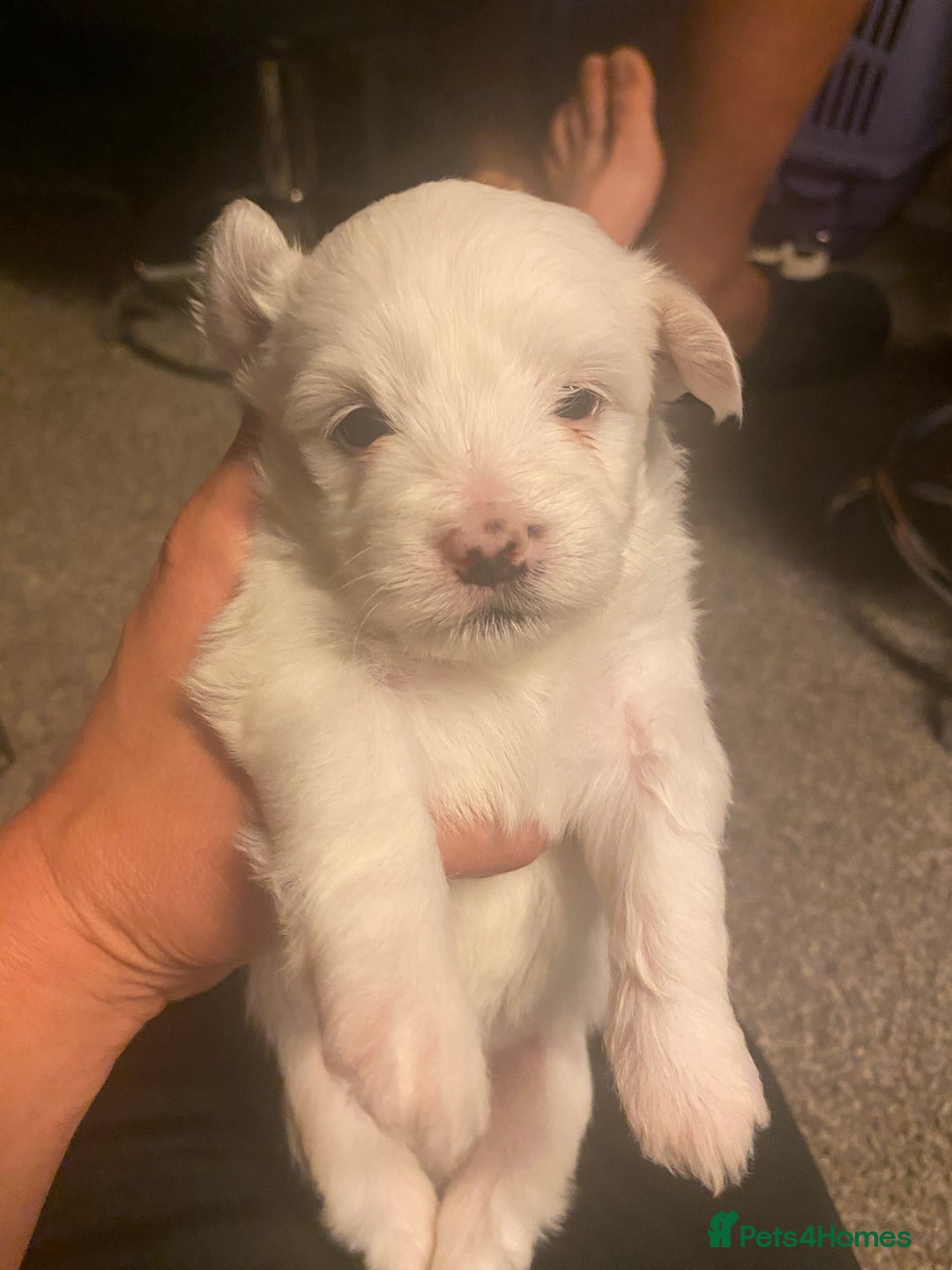 Maltese dogs for sale: Stunning Purebred Maltese Puppies Ready 17th Sept - Image 15