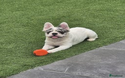 French Bulldog dogs for sale: French bulldogs stunning & ready to go - Image 4