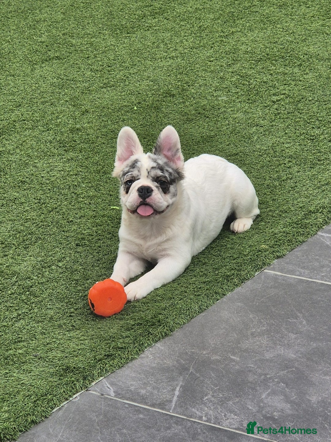 French Bulldog dogs for sale: French bulldogs stunning & ready to go - Image 4