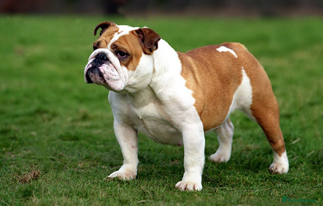 English Bulldog dogs for sale: English Bulldog Puppies Ready Now  - Image 6