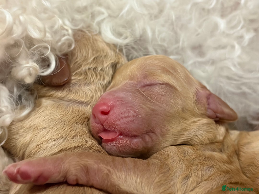 Poochon dogs for sale: Miniature Poochon puppies ready mid February - Advert 11