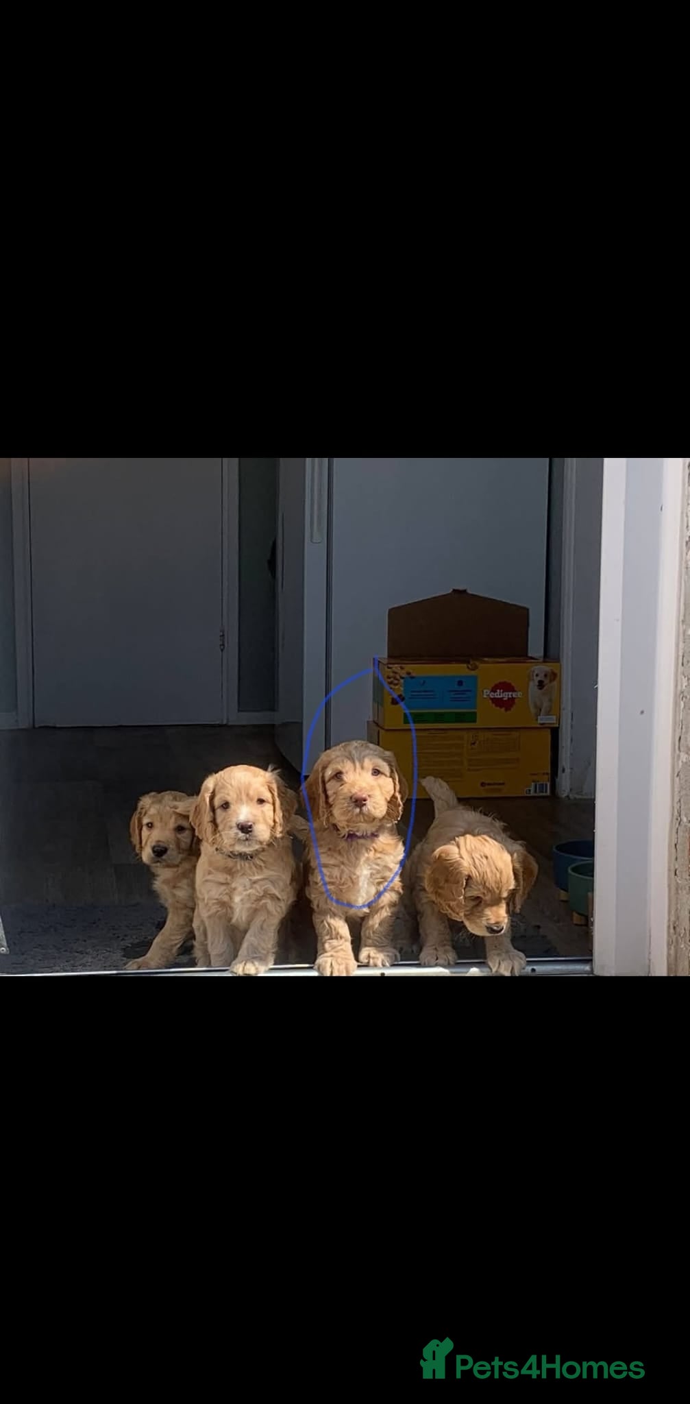 Cockapoo dogs for sale: Last beautiful boy left Gorgeous Golden Cockerpoo - Advert 7