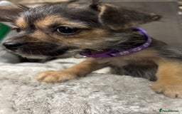 Jackapoo dogs for sale: Adorable Jackapoo puppies  - Image 14