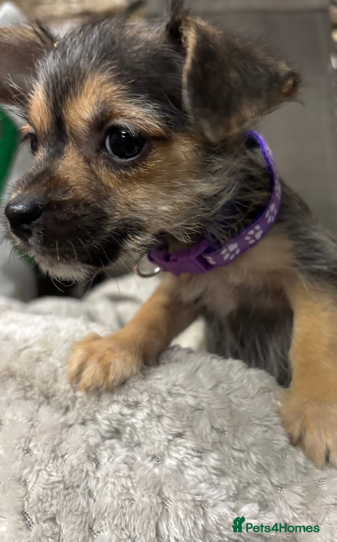 Jackapoo dogs for sale: Adorable Jackapoo puppies  - Image 14