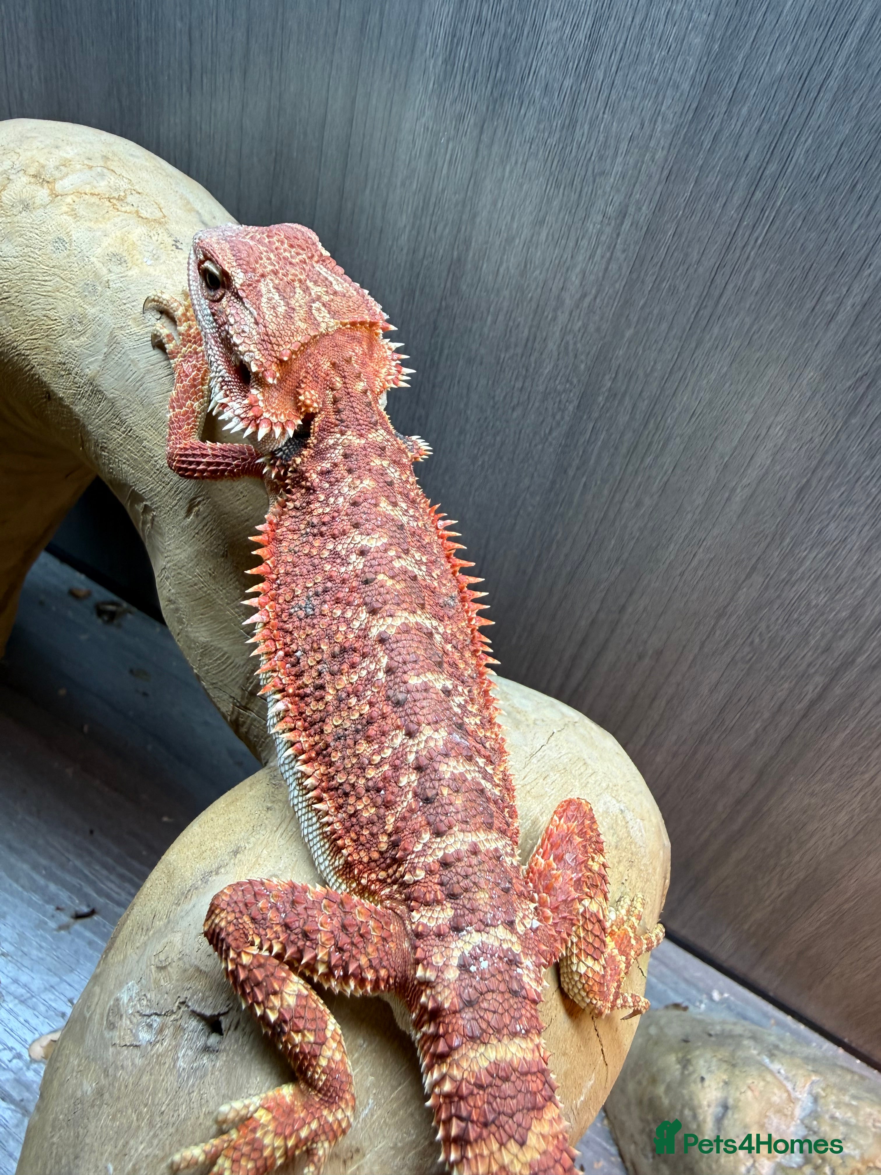 Bearded Dragon reptiles Bearded Dragons juvenile  - Advert 3