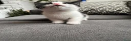 British Shorthair cats for sale: Kittens for sale - Advert 16